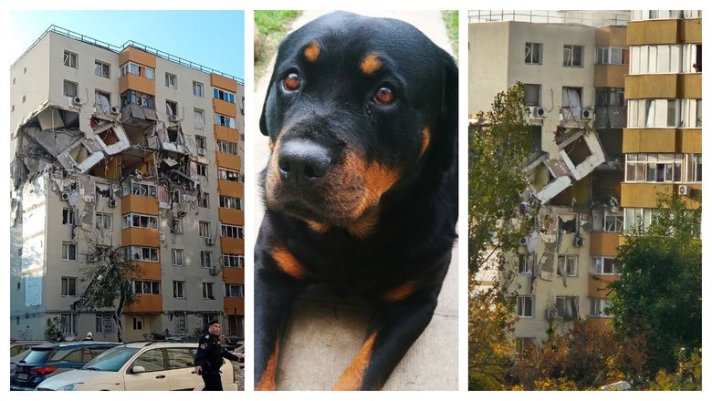 Câinele care și-a păzit apartamentul, după explozia de pe Calea Rahovei! Patrupedul a refuzat să își părăsească locuința: „Cățelul n-a vrut să vină.”