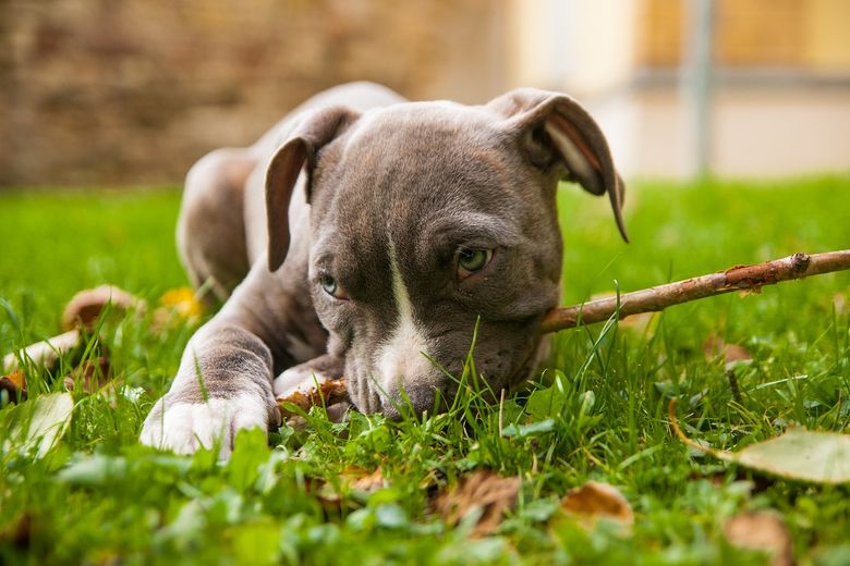 Animale de companie: de ce un cățel sau o pisică schimbă dinamica familiei Animale de companie: de ce un cățel sau o pisică schimbă dinamica familiei