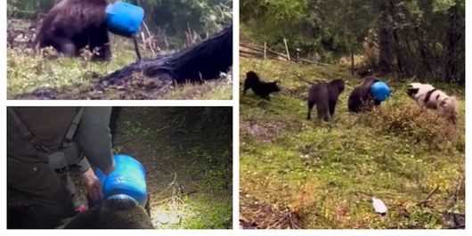 Ursoaică blocată cu capul într-un butoi de plastic, în Gheorgheni! Autoritățile au intervenit și au salvat-o de la atacul câinilor strânși în jurul său