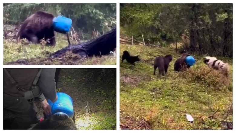 Ursoaică blocată cu capul într-un butoi de plastic, în Gheorgheni! Autoritățile au intervenit și au salvat-o de la atacul câinilor strânși în jurul său