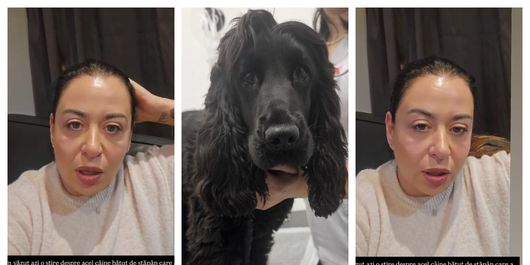 Oana Roman, despre cazul animalul de companie care a fost torturat de stăpân și care trebuie să se întoarcă în familie. Ce a pățit vedeta legat de câinele ei: „Au făcut în cazul acesta o mizerie.”
