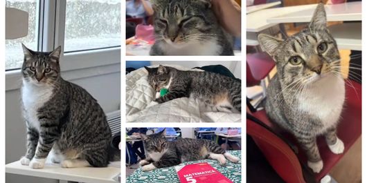 Participă la ore, se plimbă în voie prin școală și doarme pe catedră. Povestea motanului Mișu care a devenit mascota unui liceu din Sfântu Gheorghe
