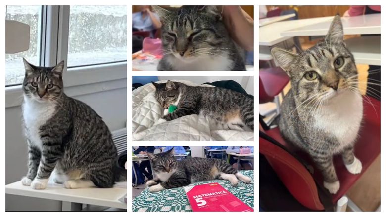 Participă la ore, se plimbă în voie prin școală și doarme pe catedră. Povestea motanului Mișu care a devenit mascota unui liceu din Sfântu Gheorghe