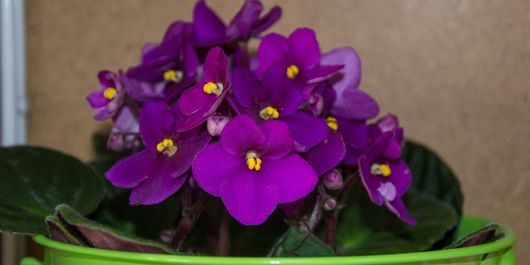 Care este planta de apartament perfectă pentru zodia ta? Îți poate aduce liniște și o atmosferă armonioasă