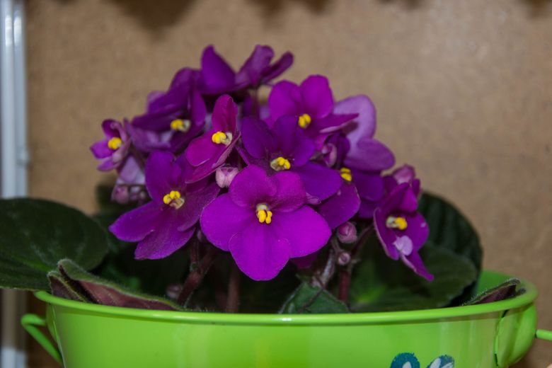 Flori de apartament în funcție de zodie