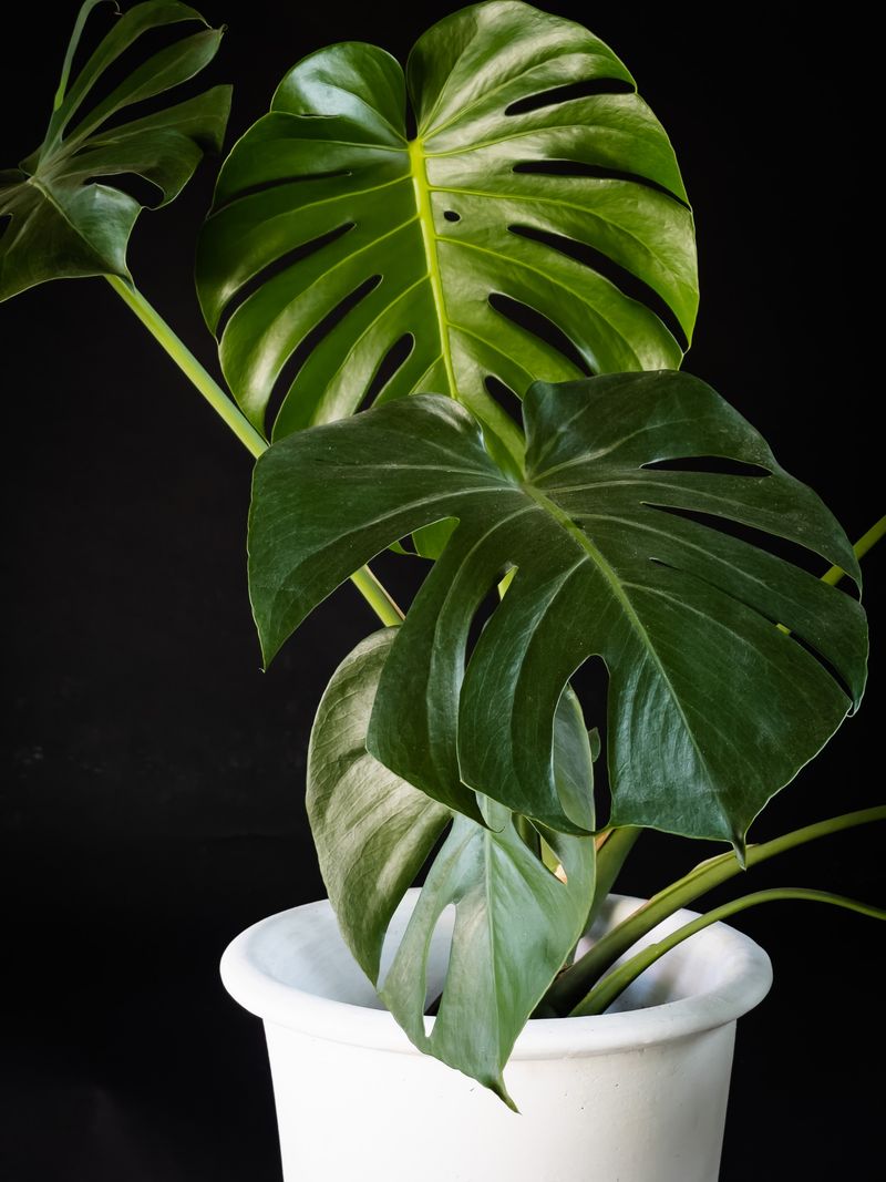 Monstera deliciosa