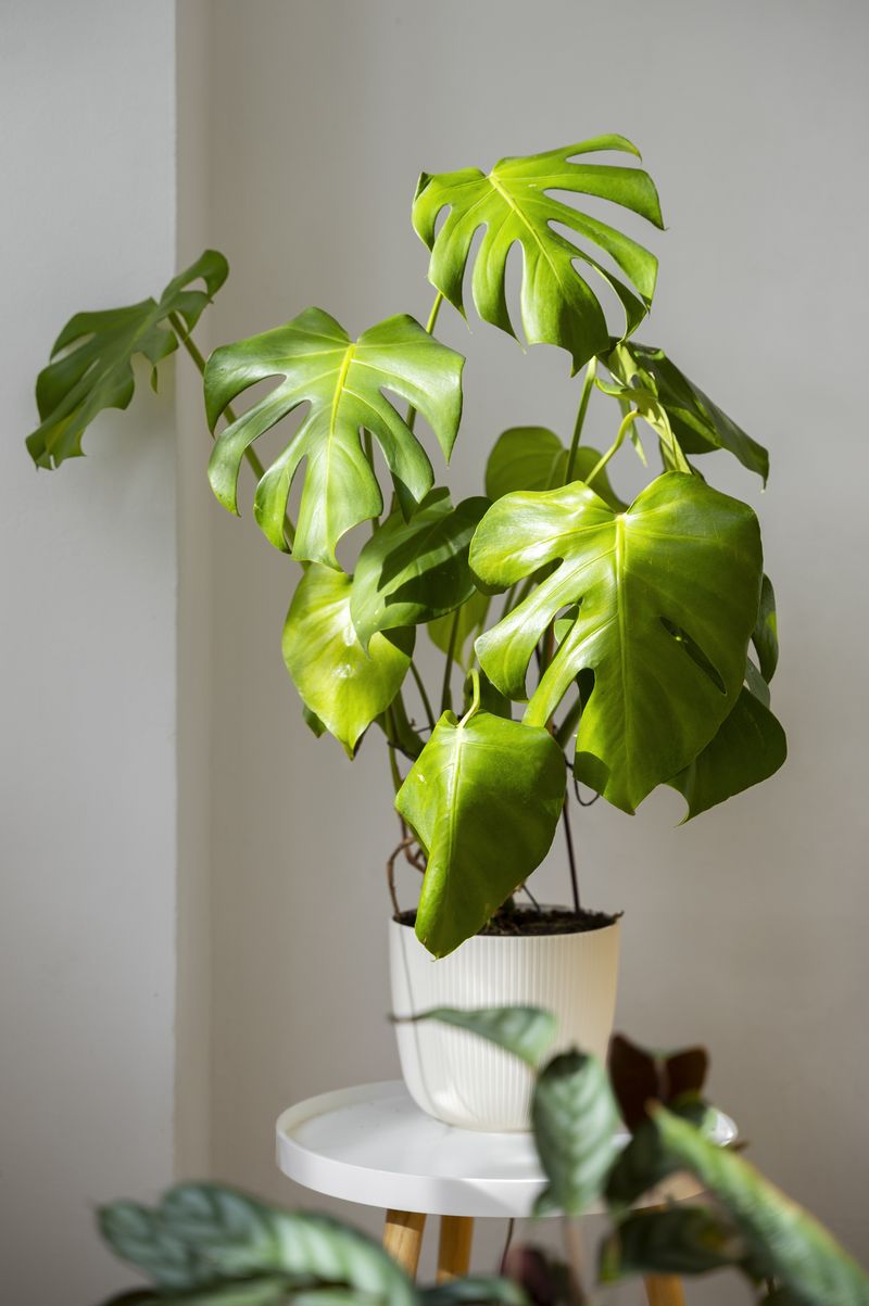 Philodendron
