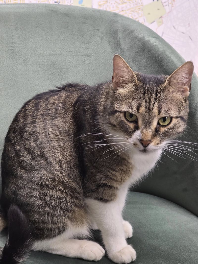 pisica adoptata de primaria sectorului 6