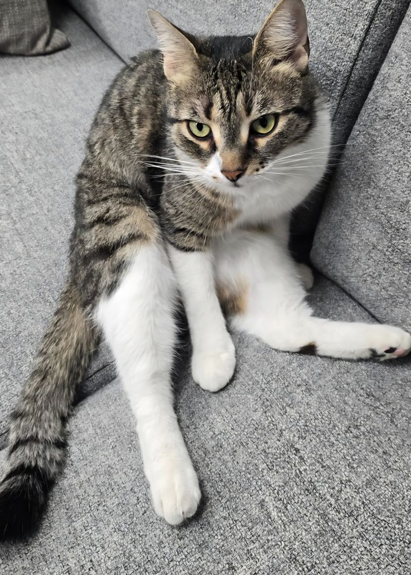 jessy primaria sectorului 6