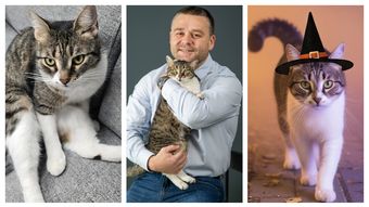 Povestea lui Jessy, pisica adoptată de Primăria Sectorului 6! Prin ce peripeții a trecut, înainte să i se schimbe viața din orice punct de vedere?