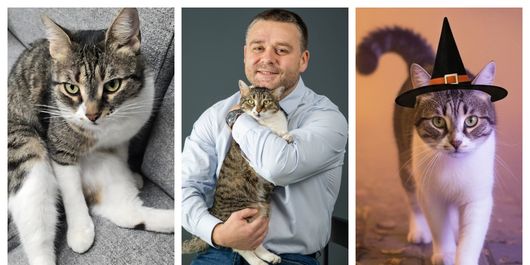 Povestea lui Jessy, pisica adoptată de Primăria Sectorului 6! Prin ce peripeții a trecut, înainte să i se schimbe viața din orice punct de vedere?