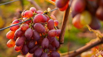 Sâmbătă, de la ora 14:45, la ”ROventura”, Vrancea, un ținut unic, de poveste