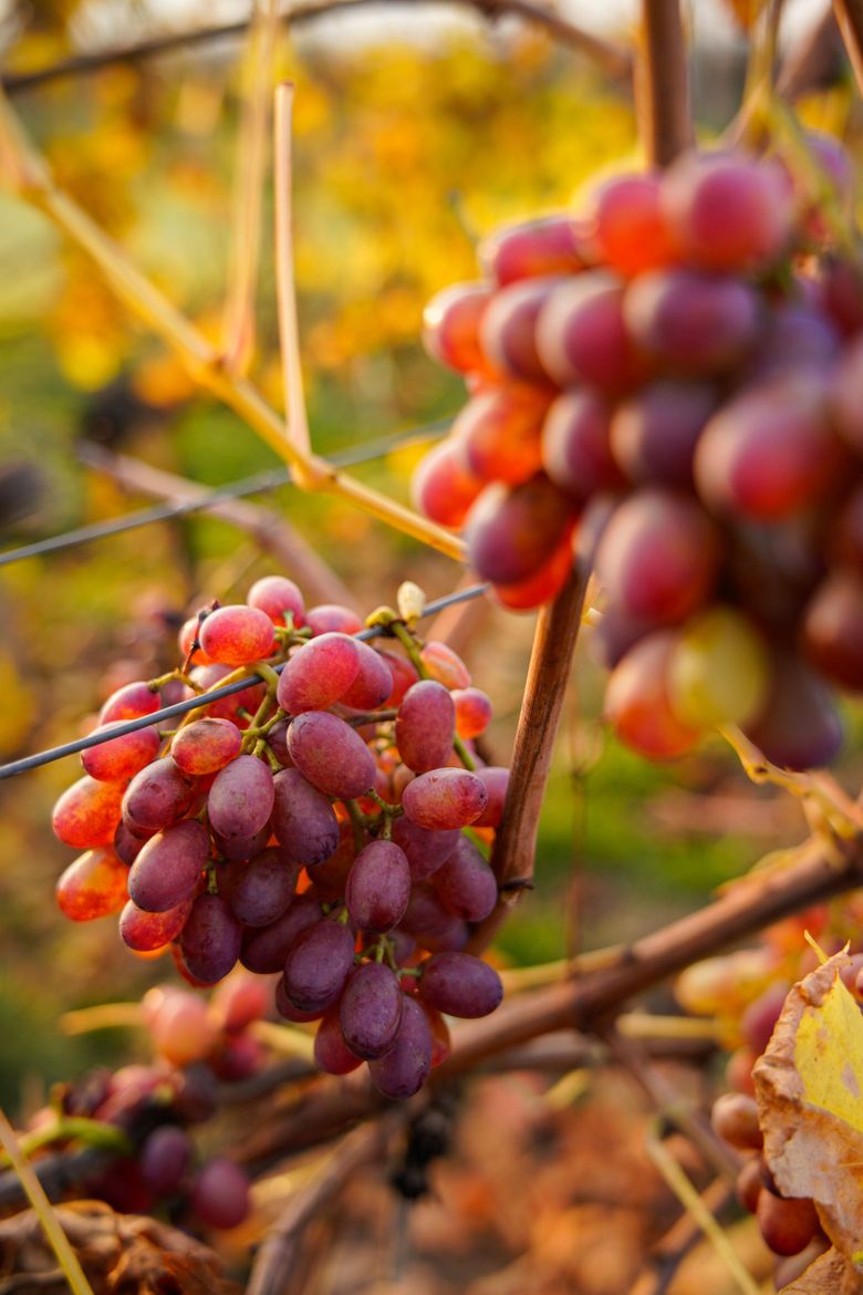 Horoscop Mihai Voropchievici pentru saptamana 16 - 22 aprilie 2018. Runele anunta o saptamana plina de certuri