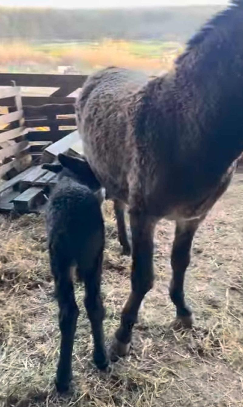 Măgarii lui Iancu Sterp