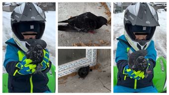 Culiță Sterp și Milan au găsit un porumbel aproape înghețat de frig, care nu mai putea să zboare. Ce a făcut artistul cu el și care a fost reacția lui Milan: “L-a prins iarna, săracul, nepregătit.”