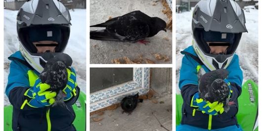 Culiță Sterp și Milan au găsit un porumbel aproape înghețat de frig, care nu mai putea să zboare. Ce a făcut artistul cu el și care a fost reacția lui Milan: “L-a prins iarna, săracul, nepregătit.”