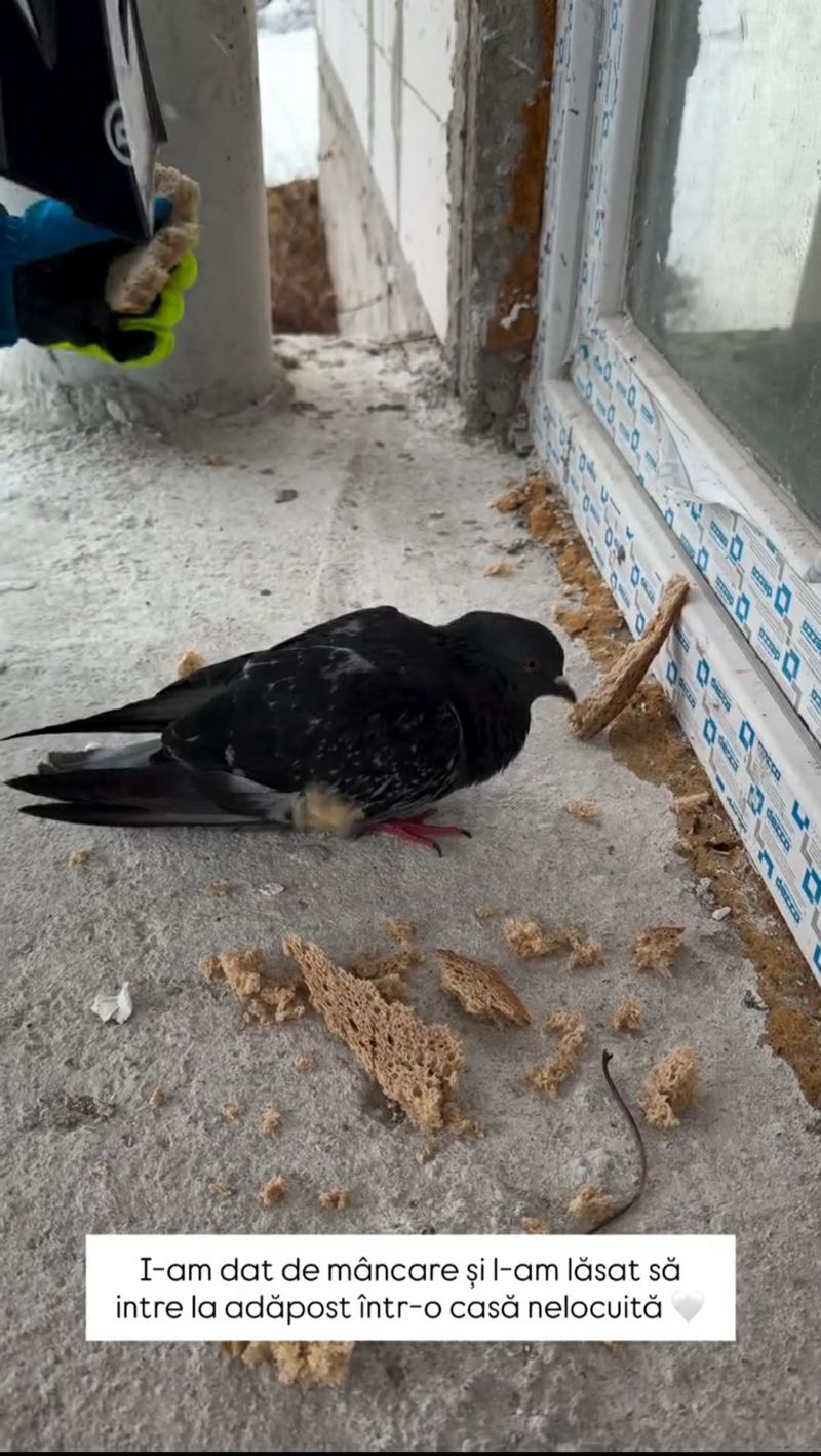 Milan și porumbelul