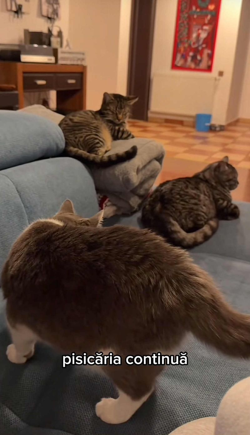 Ioana Ginghină-pisici