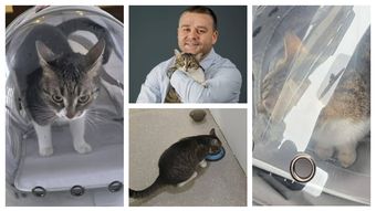 Anunțul important făcut de Primăria Sectorului 6, pe rețelele de socializare. Ce rugăminte are pentru oamenii din zonă: “Polițiștii au recuperat-o și este din nou la ea acasă.”