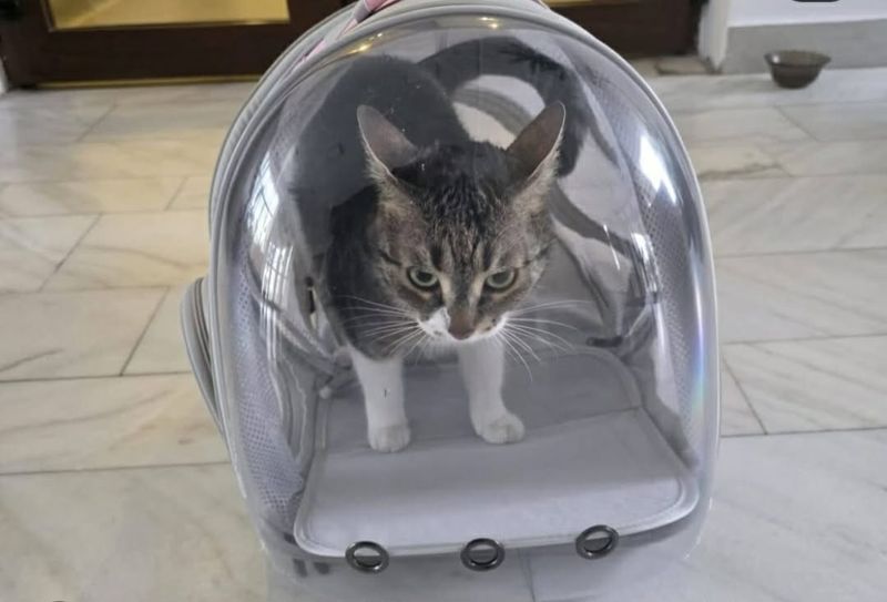 Pisica din Sectorul 6