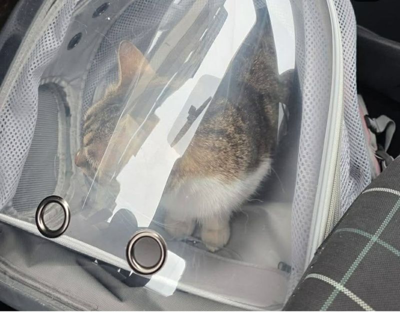 Pisica din Sectorul 6