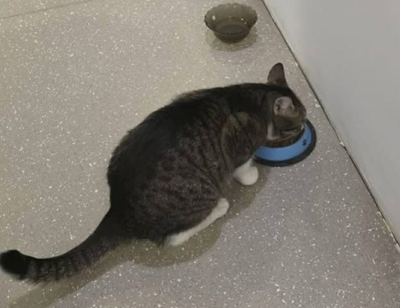 Pisica din Sectorul 6