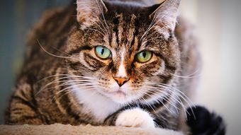 Pot pisicile să înțeleagă limba oamenilor? La ce concluzie au ajuns oamenii de știință