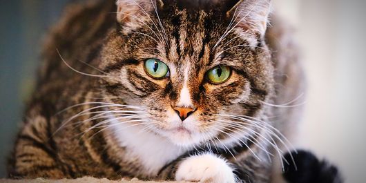 Pot pisicile să înțeleagă limba oamenilor? La ce concluzie au ajuns oamenii de știință