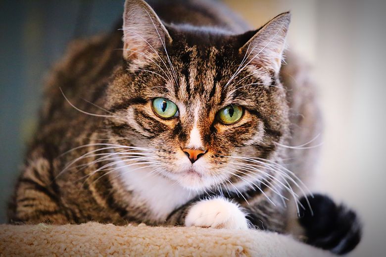 Pot pisicile să înțeleagă limba oamenilor