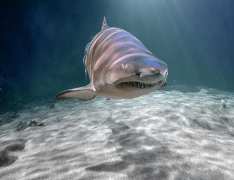 Atac rechin Australia