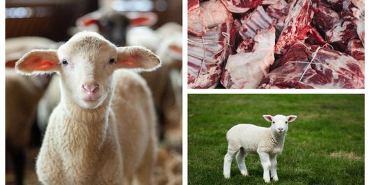 Nici nu s-a terminat iarna că ne gândim la sărbătorile pascale. Cât vor trebui românii să scoată din buzunar dacă vor carne de miel pe masă