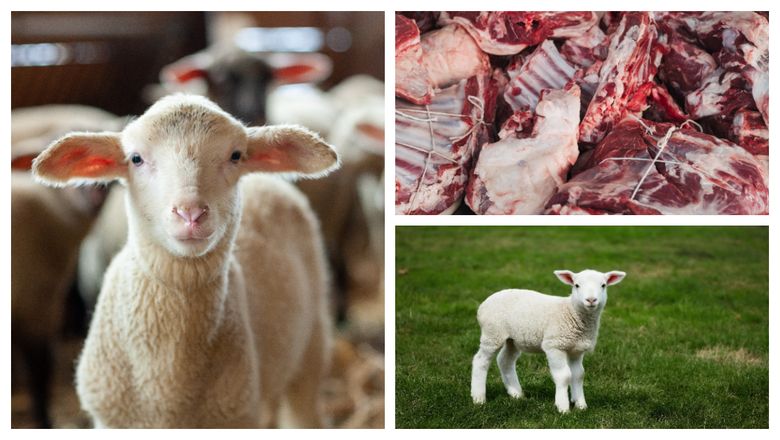 Nici nu s-a terminat iarna că ne gândim la sărbătorile pascale. Cât vor trebui românii să scoată din buzunar dacă vor carne de miel pe masă Nici nu s-a terminat iarna că ne gândim la sărbătorile pascale. Cât vor trebui românii să scoată din buzunar dacă vor carne de miel pe masă