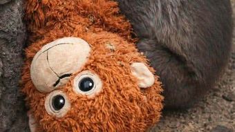 Imaginile care au înconjurat planeta și au emoționat pe toată lumea. Un pui de maimuță abandonat și-a găsit alinarea cu o jucărie de pluș