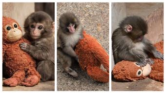 Imaginile care au înconjurat planeta și au emoționat pe toată lumea. Un pui de maimuță abandonat și-a găsit alinarea cu o jucărie de pluș