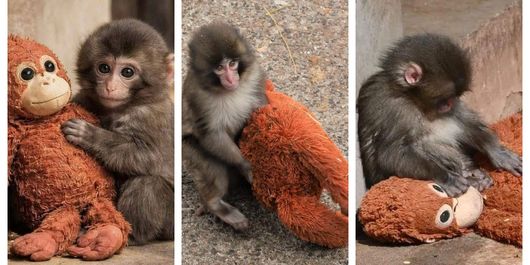 Imaginile care au înconjurat planeta și au emoționat pe toată lumea. Un pui de maimuță abandonat și-a găsit alinarea cu o jucărie de pluș