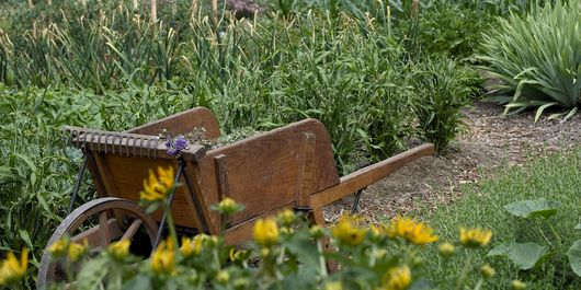 Primii muguri, primele emoții: ce înseamnă cu adevărat începutul primăverii