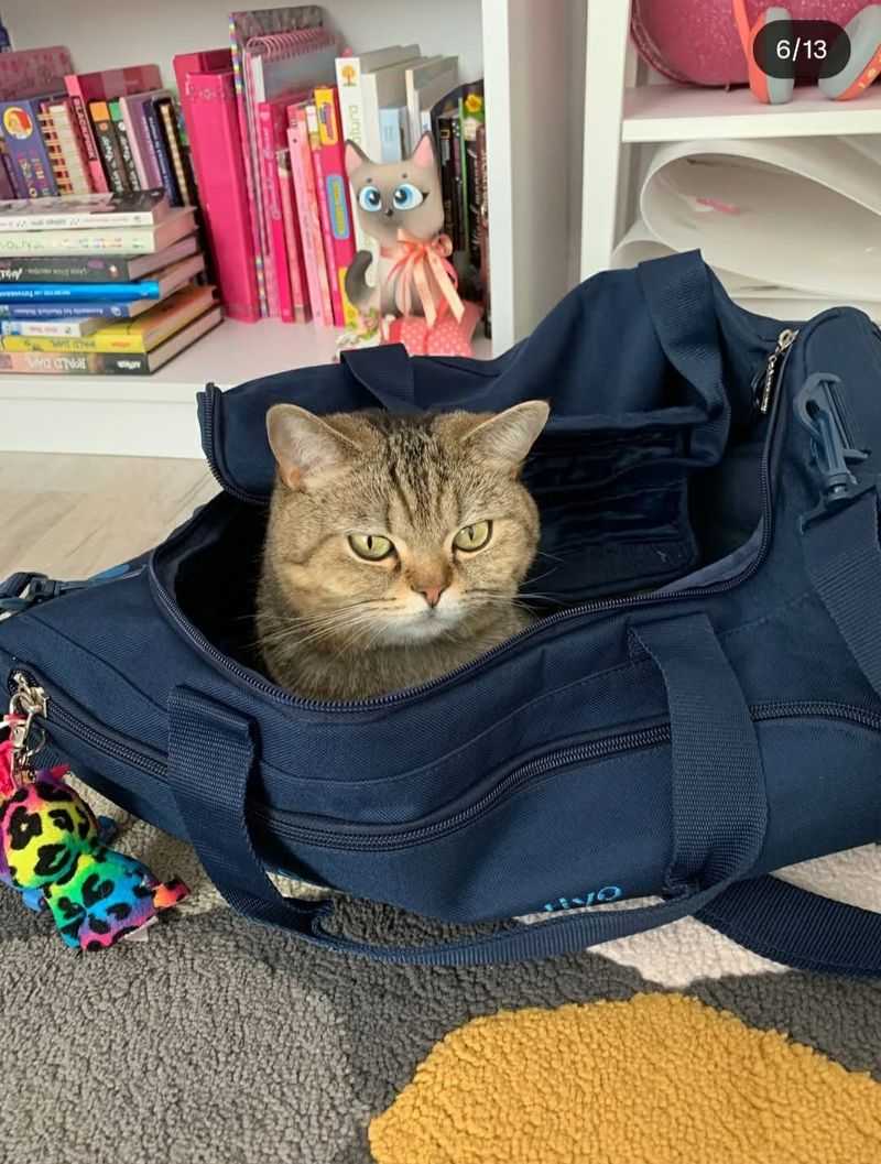 Elena Vișcu-pisică