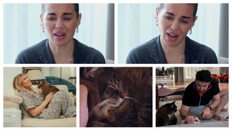 Ce se întâmplă în casa Ginei Pistol, atunci când Smiley este plecat la repetiții? Cum se simte pisica vedetei: „Realizez că a îmbătrânit.”