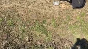 Steliana Sima, gest emoționant pe un câmp! Ce a pățit artista? „Haideți să fim mai buni și mai responsabili!”