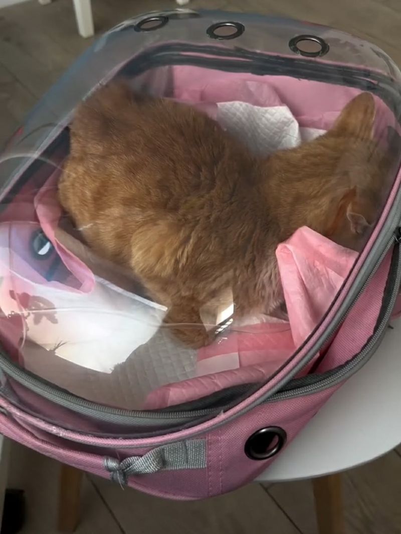 Motanul bunicii Gherghina