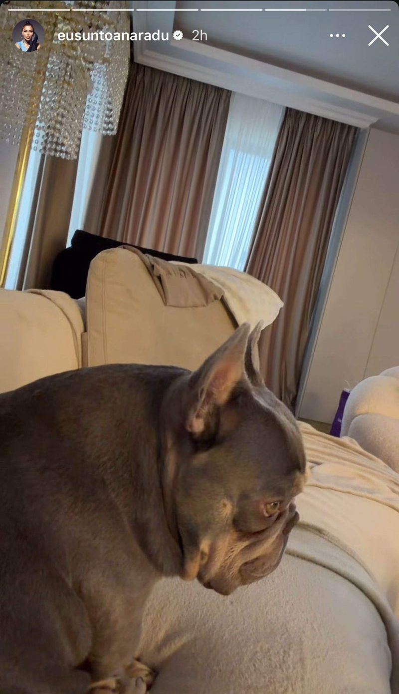 Animalul de companie al Oanei Radu