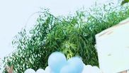 Anisia Gafton - Gender Reveal
