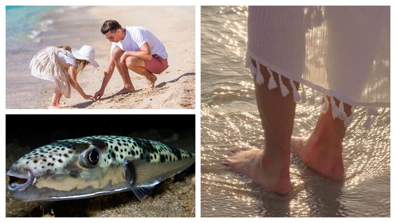 Alertă pentru turiștii care aleg plajele din Grecia. O specie periculoasă de pești a ajuns aproape de plajă