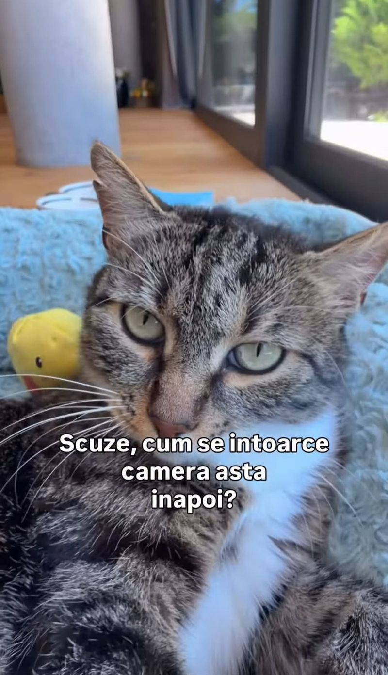 Pisica familiei Măruță