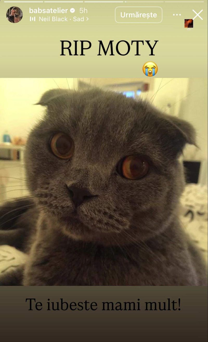 Pisica lui Babs