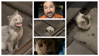 Ce s-a întâmplat cu pisica care a stat blocată cinci zile la metrou: “Părerea mea este că acea pisică a avut un stăpân.”