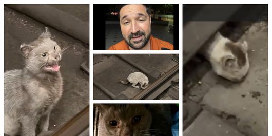 Ce s-a întâmplat cu pisica care a stat blocată cinci zile la metrou: “Părerea mea este că acea pisică a avut un stăpân.”