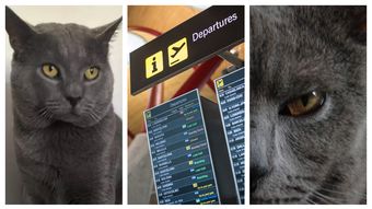 Un motan dispărut după un zbor din Bacău a fost găsit după 17 zile pe Aeroportul Bruxelles. Cum a reușit Mishu să dispară din ochii familiei: 