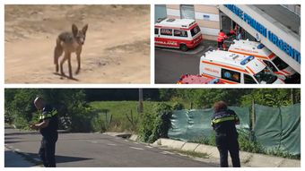 Femeie atacată de un șacal turbat, în timp ce se întorcea de la magazin: „Se putea întâmpla să fi fost un copil.”