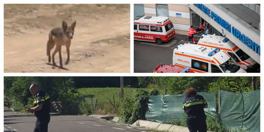 Femeie atacată de un șacal turbat, în timp ce se întorcea de la magazin: „Se putea întâmpla să fi fost un copil.”